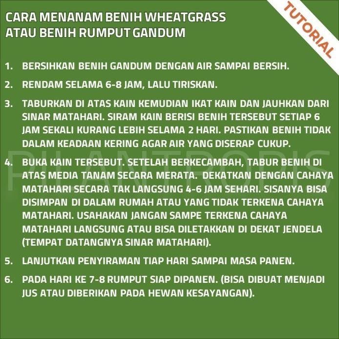 

Terlaris Xz1- Benih Wheatgrass 500Gr Bibit Rumput Gandum Biji Cat Grass Microgreen