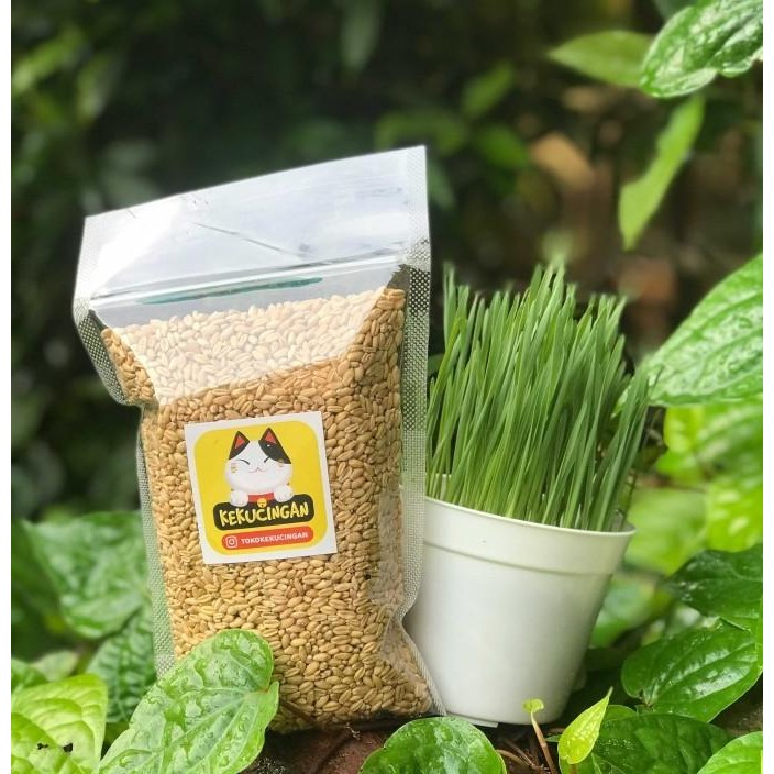 

Terlaris 4Man Biji Gandum Cokelat Reguler Sachet Benih Rumput Kucing 100 Gr