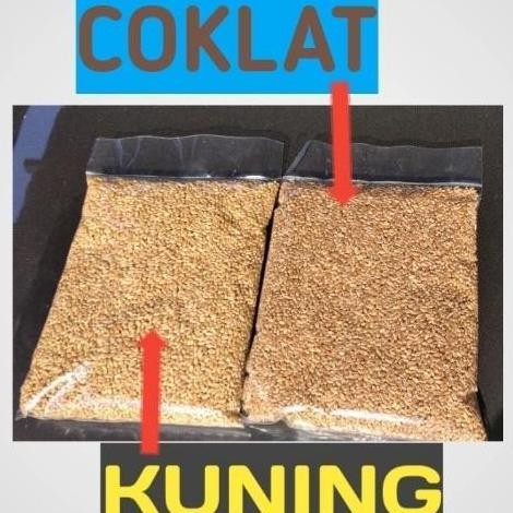 

Terlaris (Terbaru) Catgrass Seed Import/Wheatgrass/Benih Rumput Gandum Isi 1 Kilogram Bestseller