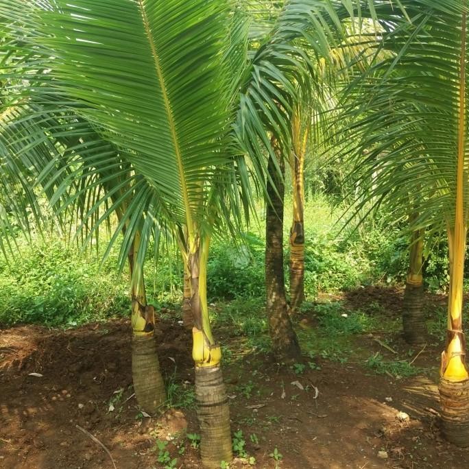bibit pohon kelapa 2 meter PREMIUM
