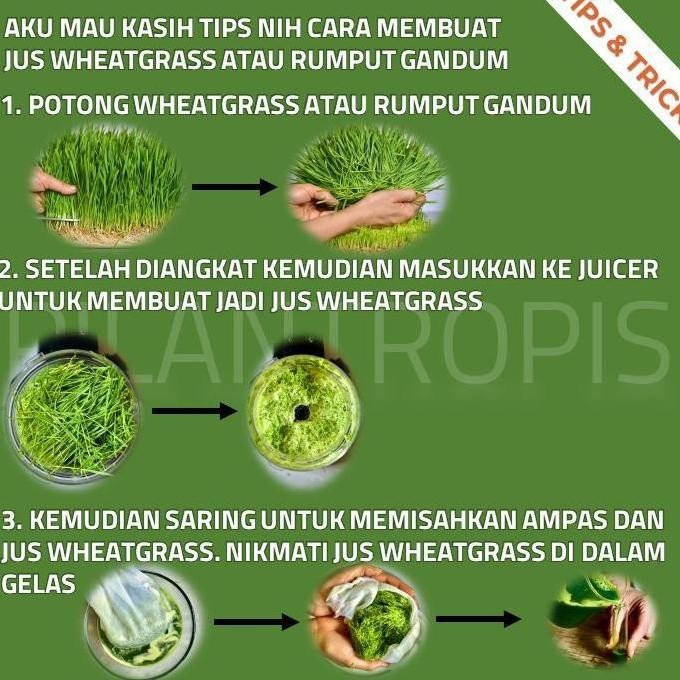 

Terlaris Grosir Benih Wheatgrass 1Kg Bibit Rumput Gandum Kucing Microgreen Seed Tbk