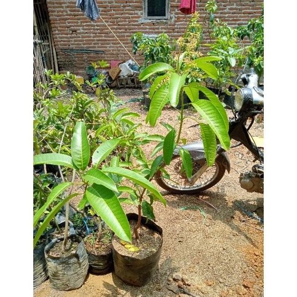 Bibit Buah Mangga Manalagi Sudah Berbunga-Bibit Tanaman Buah Manalagi PREMIUM
