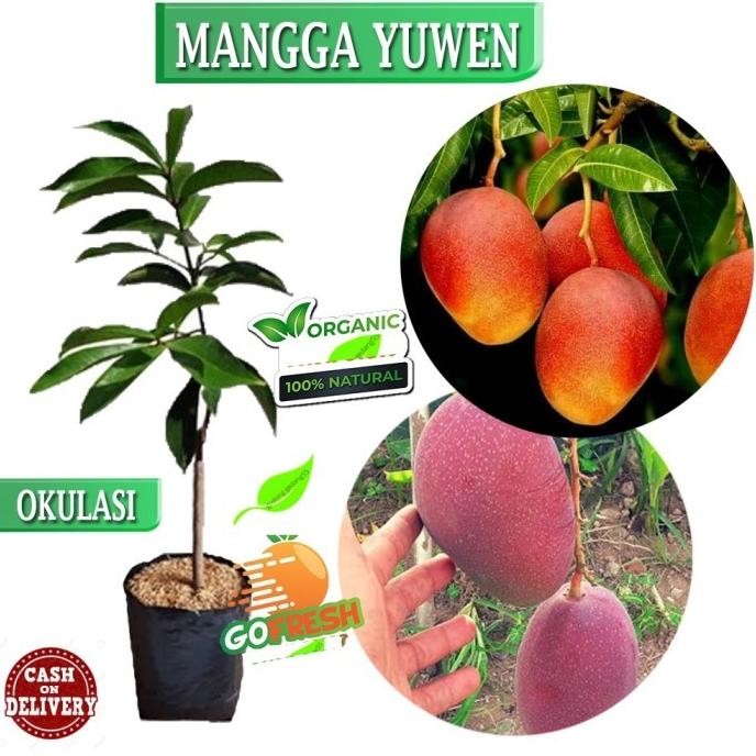 Bibit Tanaman Buah Mangga Yuwen buah buahan dalam pot tabulampot PREMIUM