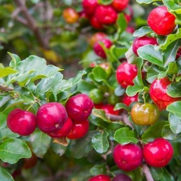 Tanaman Buah Cherry Barbados - Bibit Buah Barbados Ceri GENJAH