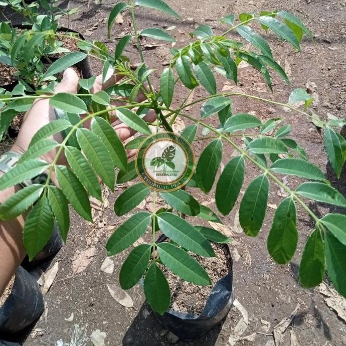 Bibit Pohon Kedongdong / Tanaman Buah Kedongdong GENJAH