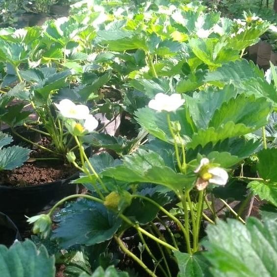 bibit tanaman strawberry nyoho buah manis a GENJAH