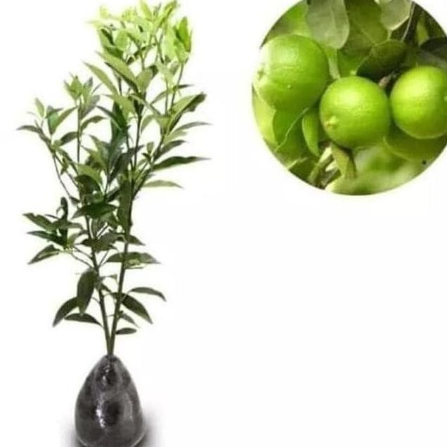 

Terlaris Terbaik Terpercayaa O0# Bibit Pohon Buah Jeruk Nipis - Tanaman Jeruk A