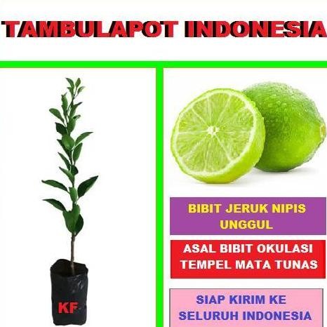 

Terlaris Ankn Bibit Okulasi Tanaman Pohon Jeruk Nipis Tinggi 30 Cm Up