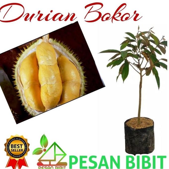 

Terlaris Bibit Durian Bokor