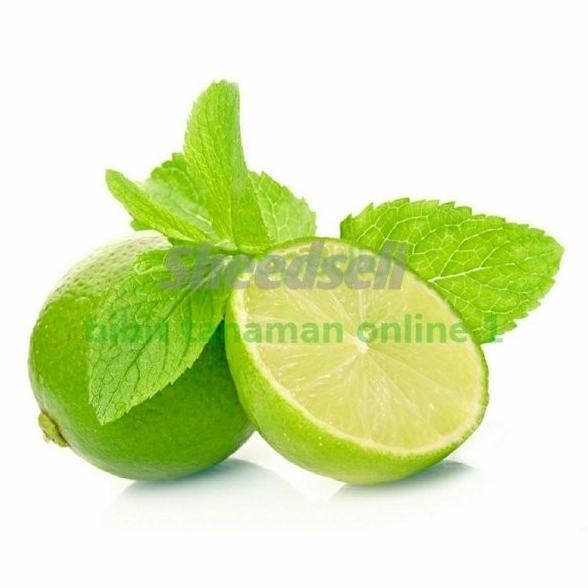 

Terlaris Unggul Bibit Pohon Buah Jeruk Nipis Tanpa Biji Tanaman Jeruk Premium