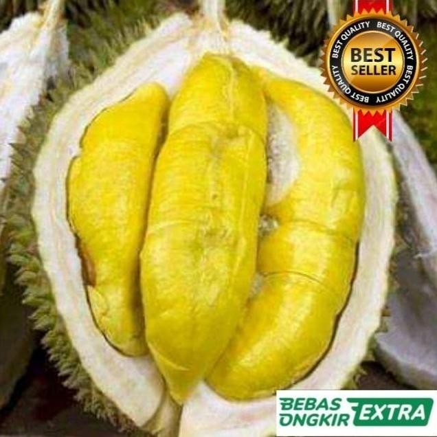 

Terlaris Bibit Durian Montong Hasil Okulasi Unggul Cepat Berbuah