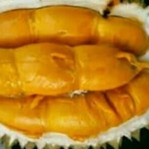 

Terlaris Kaki 5 Bibit Tanaman Durian Super Tembaga