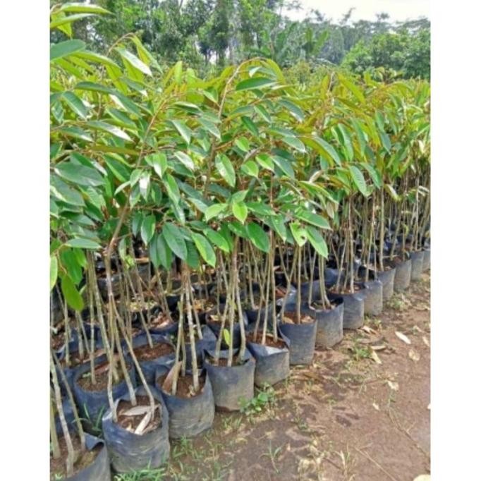 

Terlaris Bibit Durian Oche Kaki 3 Super Unggul