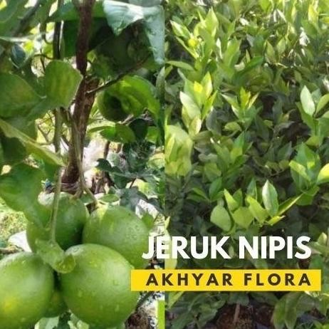 

Terlaris Joss Bibit Jeruk Nipis Pohon Jeruk Nipis Tanaman Jeruk Nipis Viral