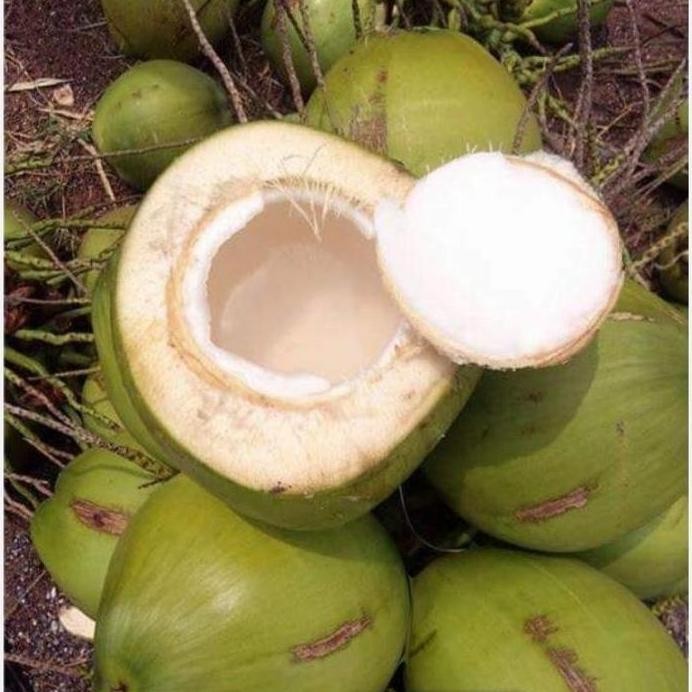 

Terlaris Bibit / Pohon Kelapa Pandan Wangi ( Valid) Beli 2 Bonus 2 Jeruk Nipis