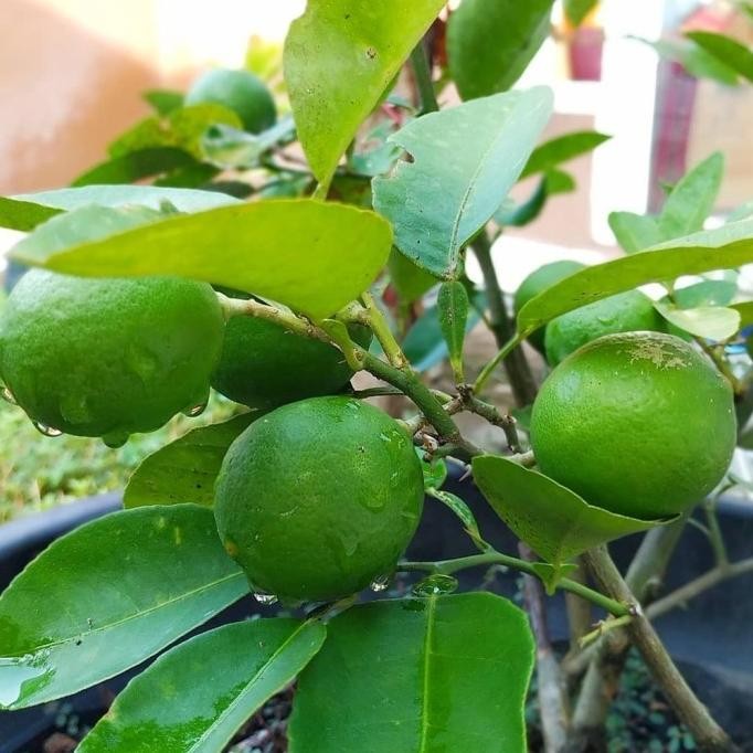 

Terlaris Tanaman Bibit Buah Jeruk Nipis / Jeruk Pecel Cangkok Cepat Berbuah .