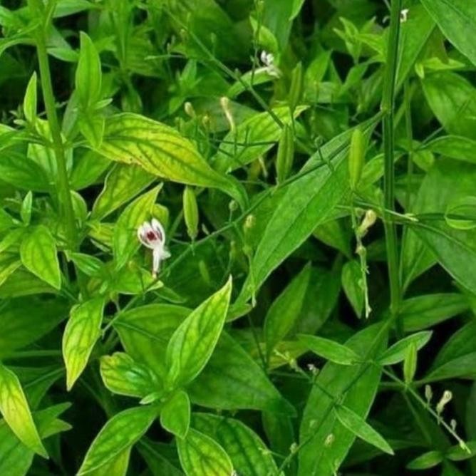 

Terlaris Bibit Tanaman Daun Sambiloto/Andrographis Paniculata/Herbal/Murah