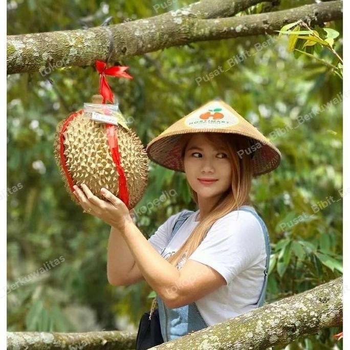 

Terlaris Bibit Durian Montong Super Hasil Okulasi Cepat Berbuah