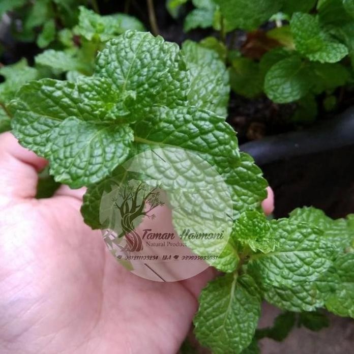 

Terlaris Bibit Tanaman Hias Daun Mint