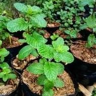 

Terlaris Bibit Tanaman Daun Mint / Daun Spearmint (Mentha)