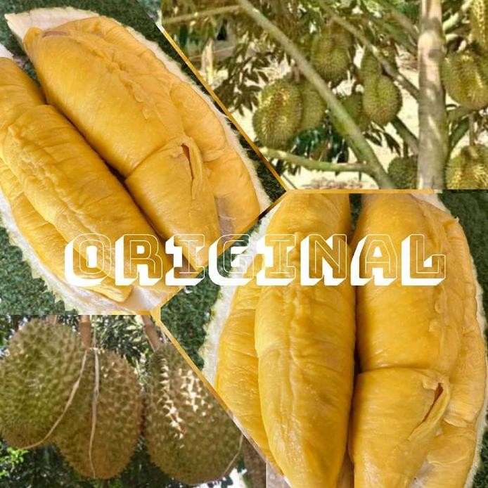 

Terlaris Bibit Durian Musangking Original