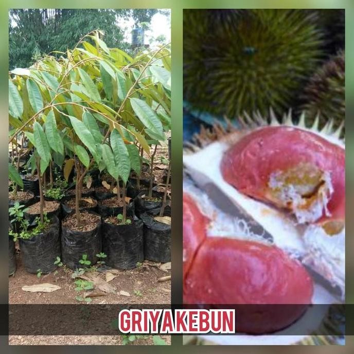 

Terlaris Bibit Buah Durian Merah Kaki Tunggal