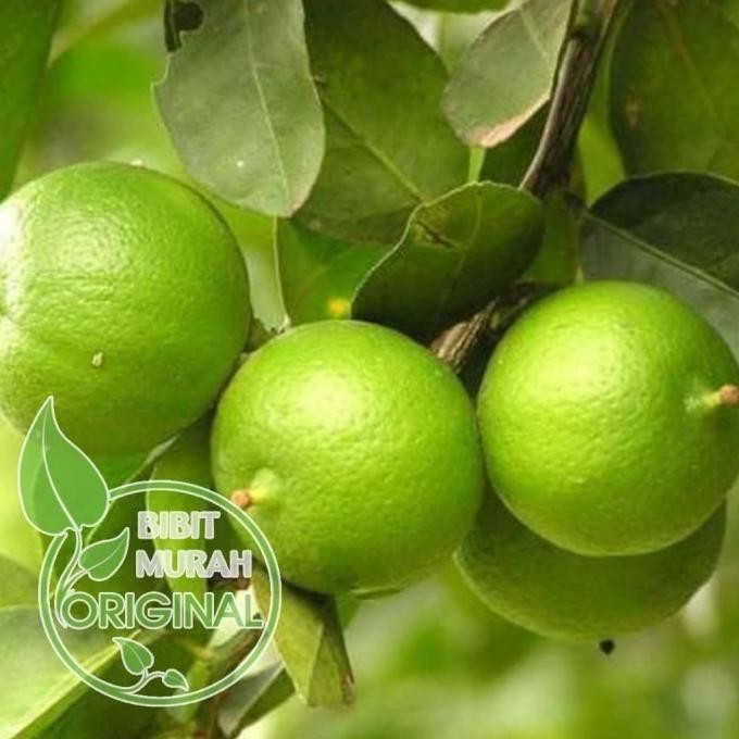 

Terlaris Garansi Bibit Jeruk Nipis