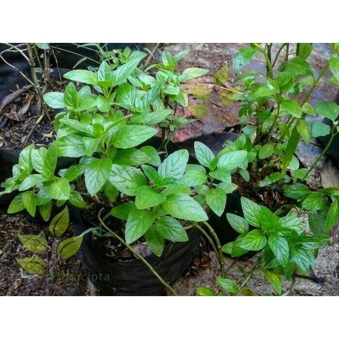 

Terlaris Bibit Tanaman Peppermint / Daun Mint