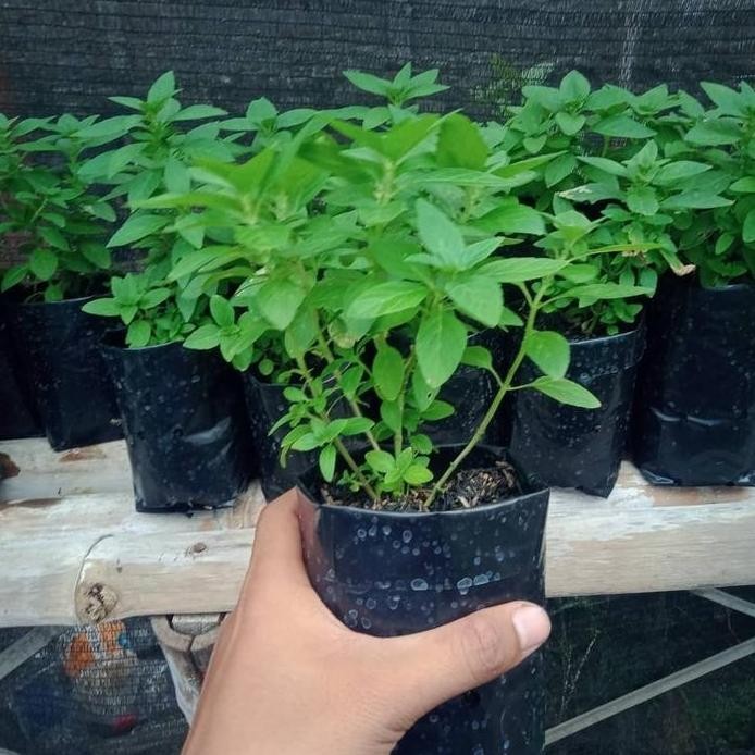 

Terlaris Bibit Tanaman Daun Wild Mint-Bibit Pohon Daun Mint-Daun Mint Herbal