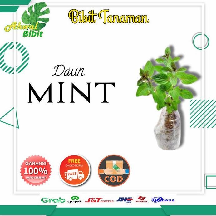 

Terlaris Benih Bibit Tanaman Pohon Daun Herbal Mint