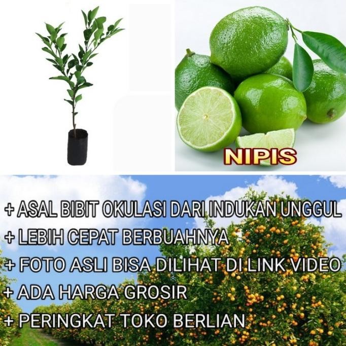 

Terlaris Bibit Jeruk Nipis Bibit Jeruk Nipis Flora Pohon Jeruk