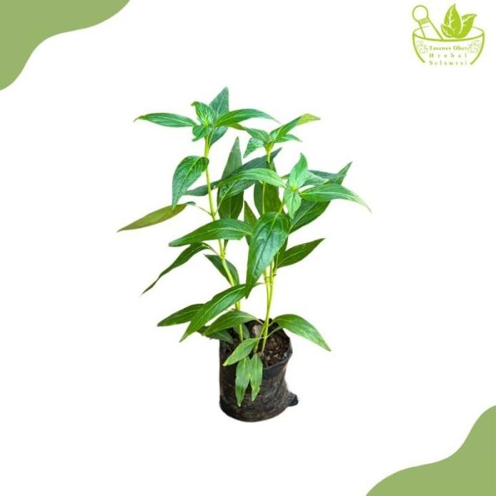 

Terlaris Paling Laku !! Tanaman Herbal Daun Sambiloto/Bibit Tanaman Obat Sambiloto