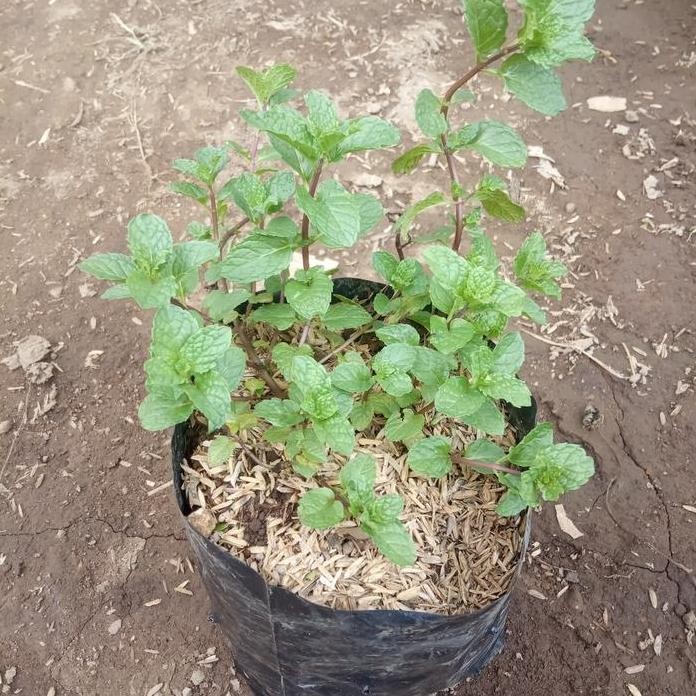 

Terlaris Bibit Tanaman Herbal Spermint Daunmint - Pohon Daun Rasa Mint - Herbal