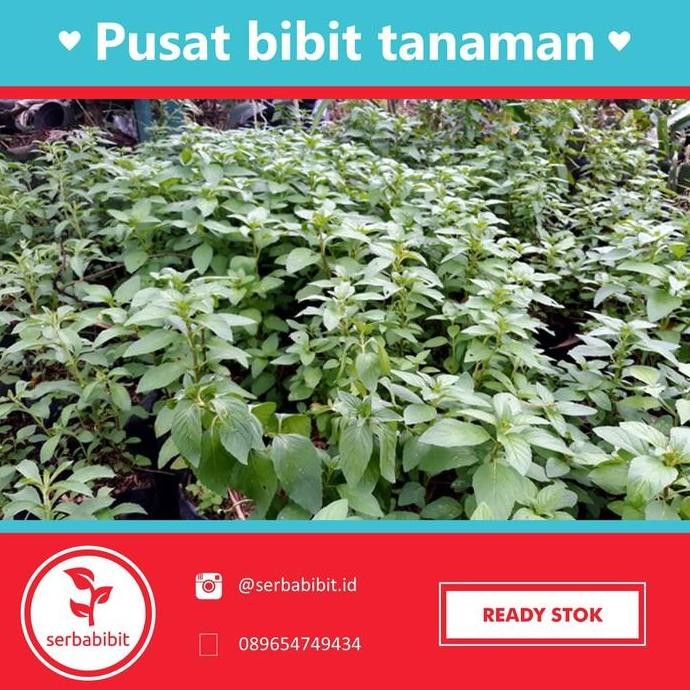 

Terlaris Promo Bibit Tanaman Peppermint - Daun Mint - Serbabibit