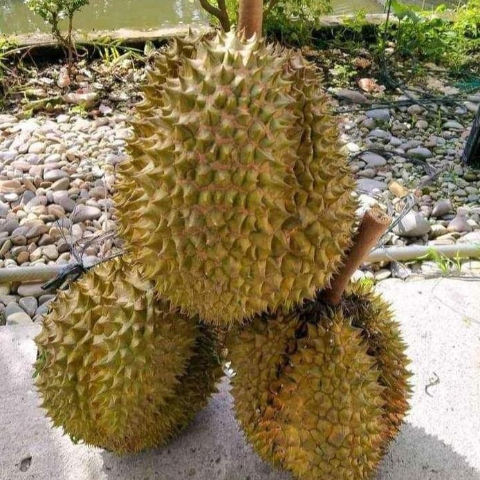 

Terlaris Bibit Durian Musangking Super Genjah