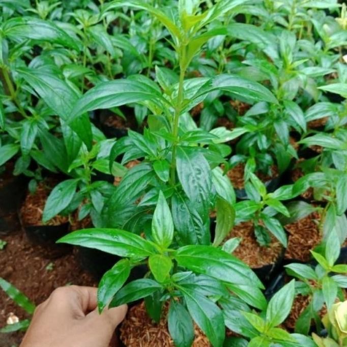 

Terlaris Bibit Tanaman Sambiloto Herbal Mmz
