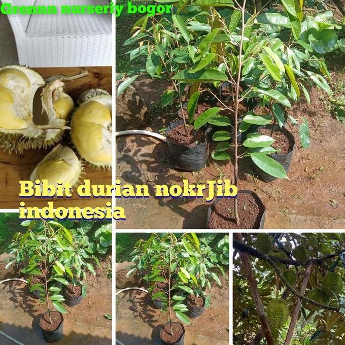 

Terlaris Promo Terlaris 3 Bibit Durian Unggul Nokrajib 70Cm 3Tahun Siap Buah