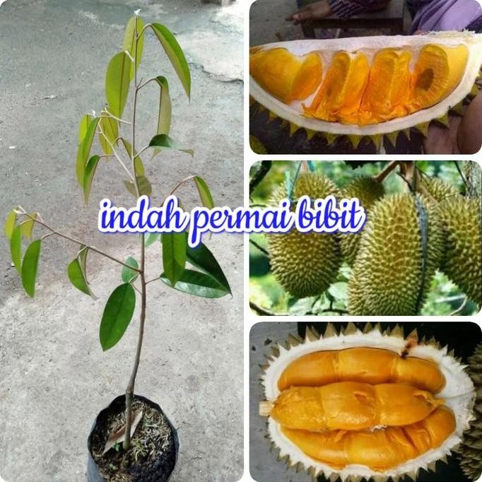 

Terlaris Bibit Tanaman Durian Kencono Rukmi