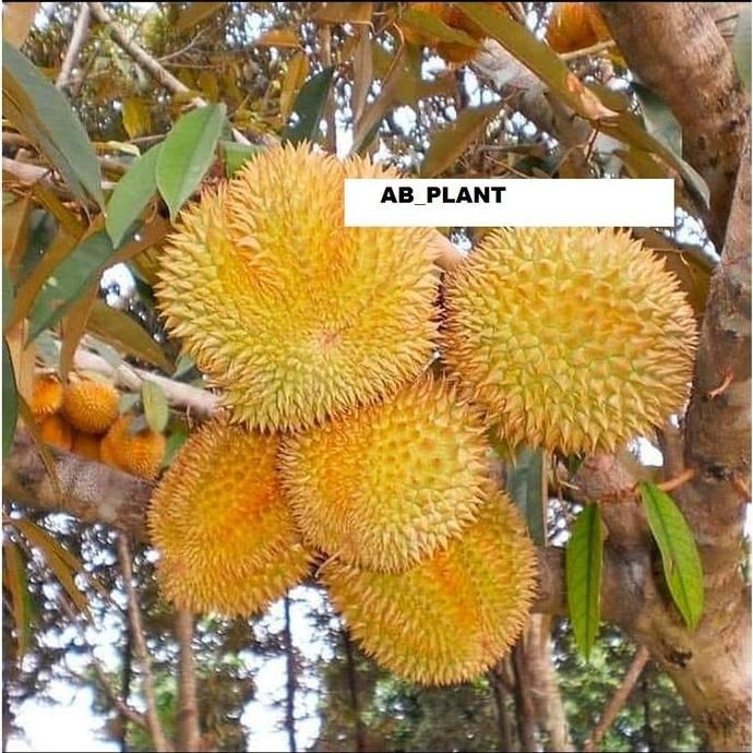 

Terlaris Bibit Durian Matahari Kaki 3 Super Okulasi Jumbo