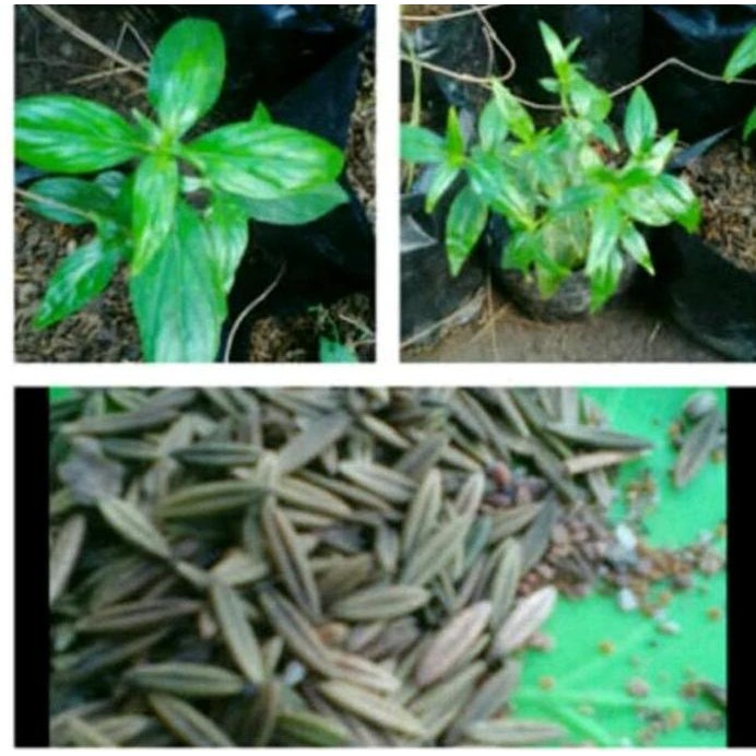 

Terlaris Benih Biji Sambiloto Isi 20 Butir - Bibit Tanaman Pohon Daun Herbal