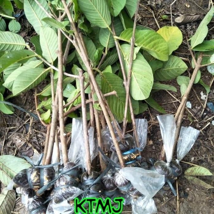 

Terlaris Fresh Cangkok Jambu Kristal Taiwan Bibit Tanaman Jambu Kristal