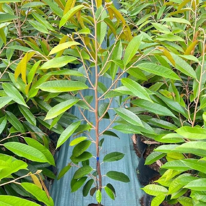 

Terlaris Bibit Durian Bawor Hasil Okulasi Terbaik