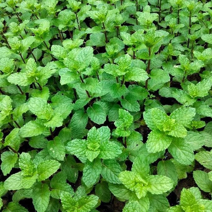 

Terlaris Bibit Daun Mint Super Unggul Tanaman Herbal Untuk Pengobatan