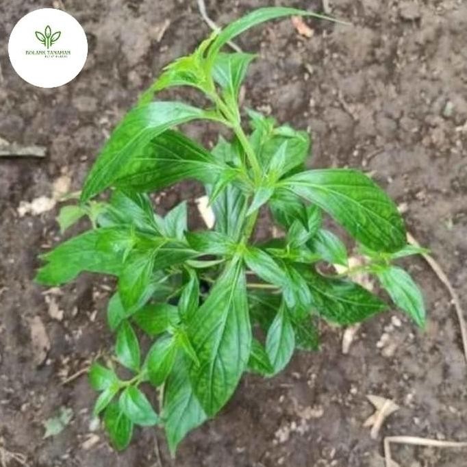 

Terlaris Bibit Tanaman Daun Sambiloto Obat Herbal