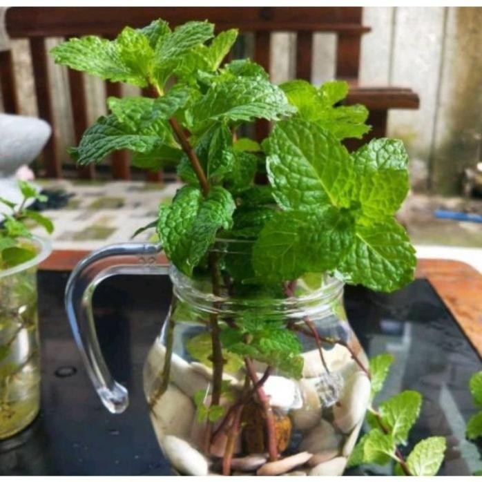 

Terlaris Bibit Tanaman Herbal Daun Oregano - Bibit Daun Mint