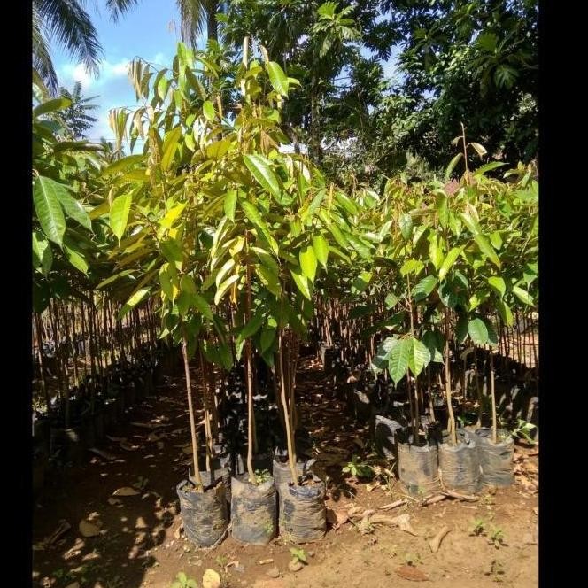 

Terlaris Promo Bibit Siling Durian Dari Biji Ukuran 80Cm Up Unggul