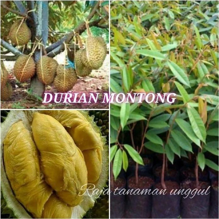 

Terlaris Benih Bibit Durian Montong