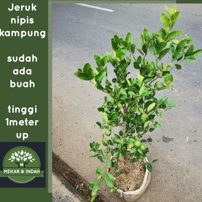 

Terlaris Bibit Pohon Jeruk Nipis Berbuah, Tanaman Jeruk Nipis Kampung