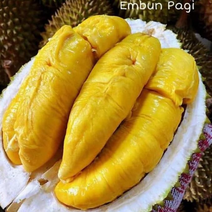 

Terlaris Bibit Durian Bawor Tinggi 2 Meter Up Siap Berbuah