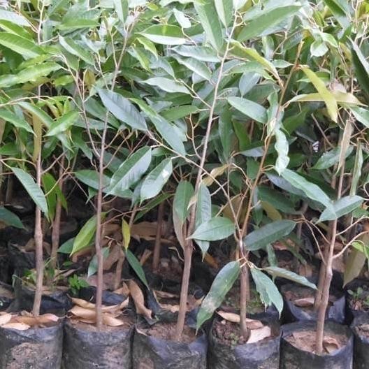 

Terlaris Tanaman Bibit Durian Montong